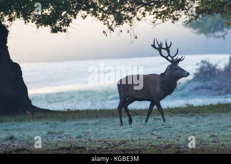 Windsor, Regno Unito. 6 Nov 2017. Regno Unito Meteo. Cervi rossi poco dopo l'alba in una mattinata gelida e fosda nel Windsor Great Park. C'è una mandria di circa 500 cervi rossi all'interno del recinto del parco dei cervi a Windsor Great Park, tutti discesi da quaranta branchi e due stracci introdotti nel 1979 dal duca di Edimburgo. Credit: Mark Kerrison/Alamy Live News Foto Stock