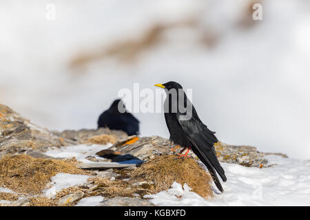 Due naturali gracchi alpini (Pyrrhocorax graculus) permanente sulla roccia Foto Stock