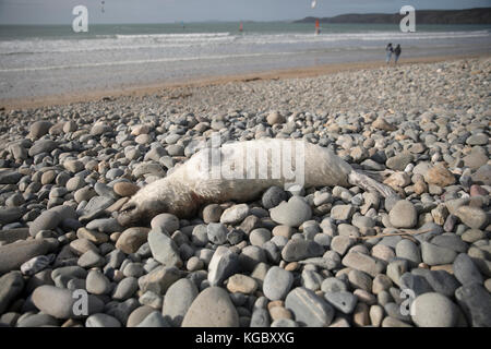 Dead Atlantic Grey Seal pup su Newgale Beach dopo Storm Brian. Foto Stock