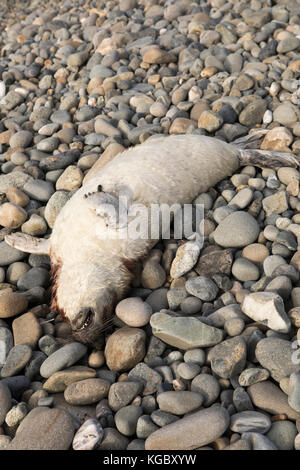 Dead Atlantic Grey Seal pup su Newgale Beach dopo Storm Brian. Foto Stock