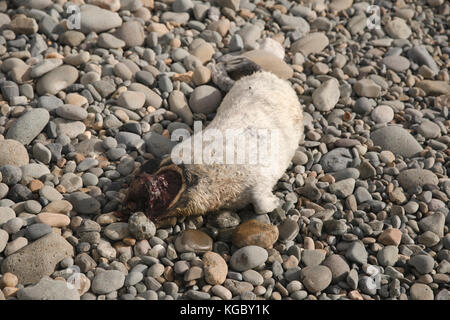 Dead Atlantic Grey Seal pup su Newgale Beach dopo Storm Brian. Foto Stock