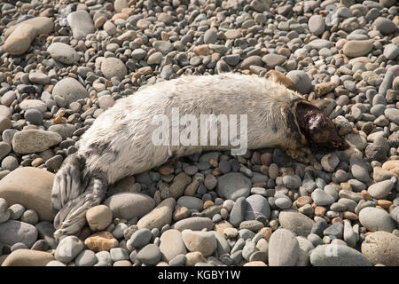 Dead Atlantic Grey Seal pup su Newgale Beach dopo Storm Brian. Foto Stock