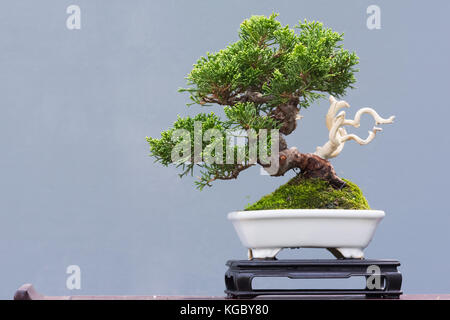 Bonsai di pino in una pentola Foto Stock