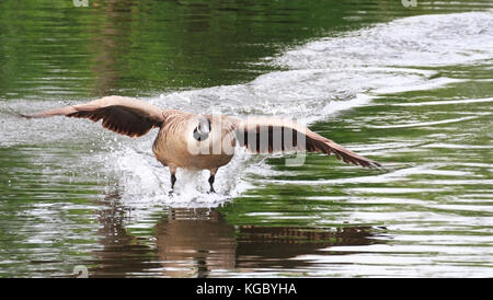 Un Canada goose (Branta canadensis) rende un drammatico atterraggio su Stackpool, Kidderminster, Worcestershire, Inghilterra, Europa Foto Stock