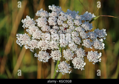 Chiudere la vista da sopra di un ombrella selvatiche di carota (Daucus carota) fiori. Sfondo di vegetazione sfocata. Foto Stock