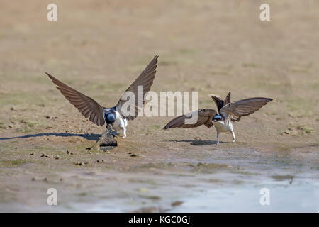 Due House martin, Delichon urbica, battenti Foto Stock