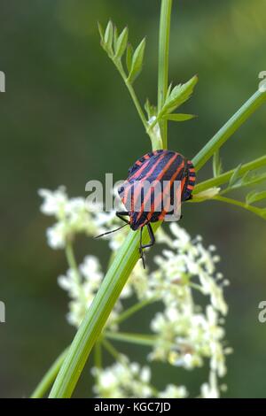 Striping italiano-bug, graphosoma lineatum Foto Stock