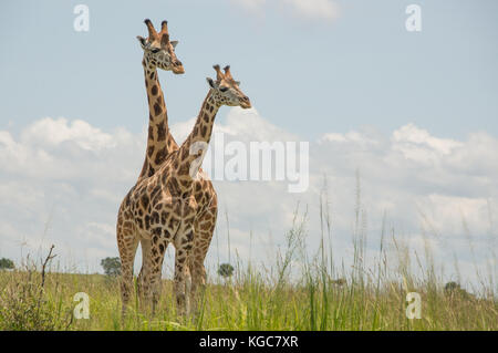 Coppia di Rothschild la giraffa, una sottospecie minacciate si trovano solo in due parchi naturali; Murchison Falls National Park, Uganda. Foto Stock