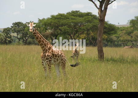 Coppia di Rothschild la giraffa, una sottospecie minacciate si trovano solo in due parchi naturali; Murchison Falls National Park, Uganda. Foto Stock