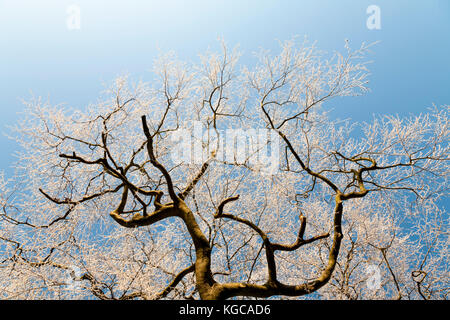 La metà superiore di un albero invernale con il gelo che copre ogni ramo, lucido chiaro cielo blu in background. Foto Stock