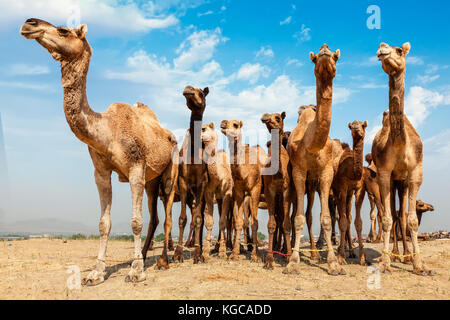 Cammelli a Pushkar Mela Pushkar Camel Fair , India Foto Stock