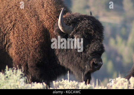 Ritratto di buffalo nel parco nazionale di Yellowstone, Stati Uniti d'America. Foto Stock