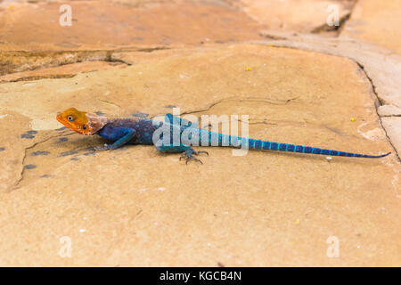 Un arancione intitolata agama lizard si assorbisce il sole in un safari lodge nel parco nazionale orientale di tsavo, Kenya Foto Stock