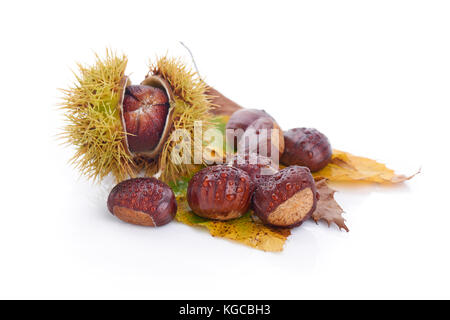 Le castagne fresche, isolato su sfondo bianco Foto Stock