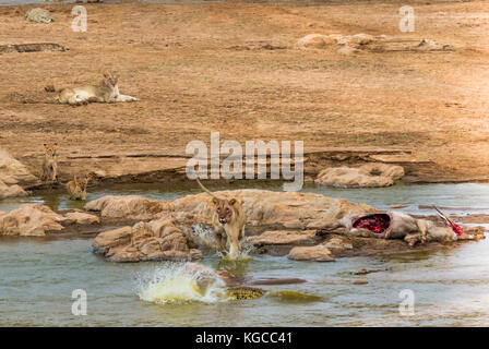 Una leonessa sfide un coccodrillo del Nilo per proteggere il suo kill guardato dalla sua cubs, ma sull'altro lato dell'isola un altro coccodrillo è emerso Foto Stock