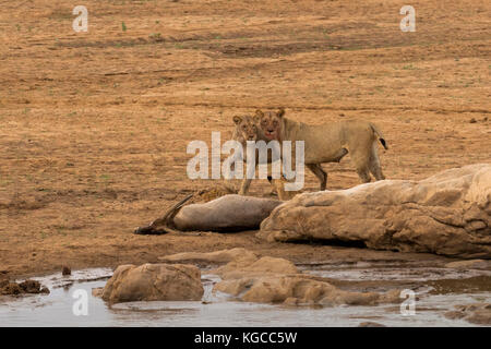 Due leonesse e due cubetti sono contenti dopo aver cacciato un bock d'acqua nel Parco Nazionale di Tsavo Est, Kenya Foto Stock