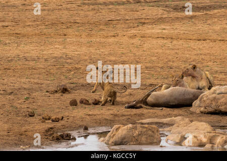 Due cuccioli si combattono mentre un paio di leonesse si nutrono di un buck d'acqua che cacciarono dal fiume Tsavo, Tsavo East, Kenya Foto Stock