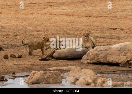 Due cuccioli si combattono mentre un paio di leonesse si nutrono di un buck d'acqua che cacciarono dal fiume Tsavo, Tsavo East, Kenya Foto Stock