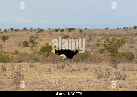 Un blu-knecked struzzo somalo corre attraverso la savana in Tsavo Est. elencati sulla lista rossa IUCN come vulnerabili. Foto Stock