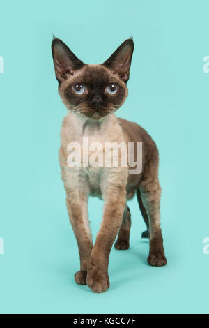 Piuttosto permanente punto di tenuta devon rex gatto con gli occhi blu rivolto verso la telecamera su una zecca sfondo blu Foto Stock