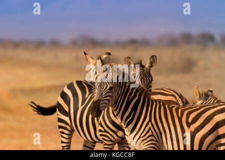 Le zebre di Tsavo Est assumono un colore arancione dalla laminazione in terra vulcanica del parco nazionale orientale di tsavo, Kenya Foto Stock