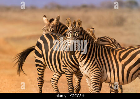 Le zebre di Tsavo Est assumono un colore arancione dalla laminazione in terra vulcanica del parco nazionale orientale di tsavo, Kenya Foto Stock