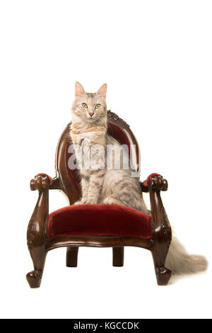 Tabby angora Turco gatto seduto su una sedia antica guardando la telecamera isolata su uno sfondo bianco Foto Stock