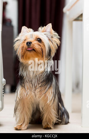 Yorkshire Terrier cane seduto sul pavimento Foto Stock