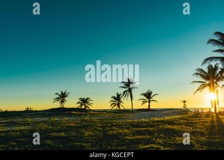 Le palme in un campo erboso da spiaggia su un inizio di mattina Foto Stock
