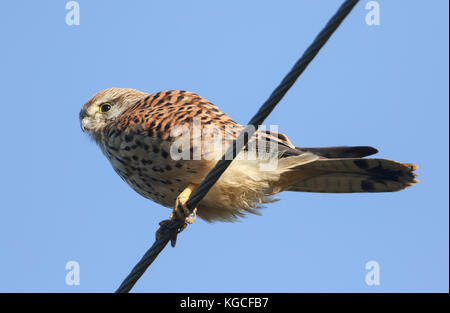 Una bella gheppio (Falco tinnunculus) arroccato su di un filo. Foto Stock