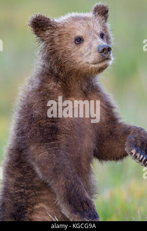 Alaskan brown bear cub Foto Stock