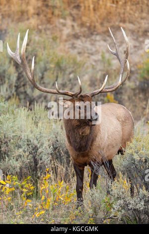 Bull elk durante l'autunno rut in wyoming Foto Stock