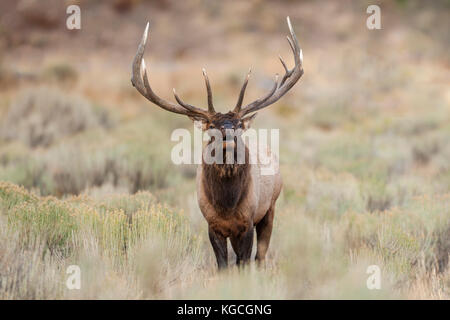 Bull elk durante l'autunno rut in wyoming Foto Stock