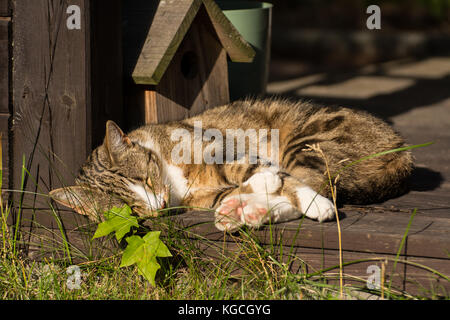 Carino piccolo gatto dorme in una Tettoia da giardino - rosa paw pads Foto Stock