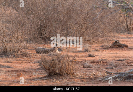 Un ghepardo (Acinonyx jubatus) rilassante Foto Stock