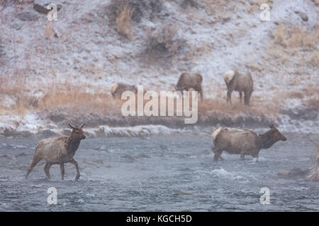 American elk o wapiti Varcando il fiume su terreni innevati giorno nel Wyoming Foto Stock