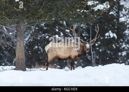 Alce di toro durante l'inverno in Wyoming Foto Stock