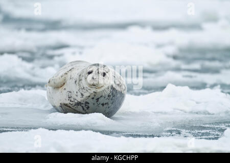 Foche del porto sul ghiaccio in Alaska Foto Stock