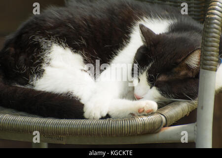 Bianco e nero gatto addormentato veloce su una sedia da giardino Foto Stock
