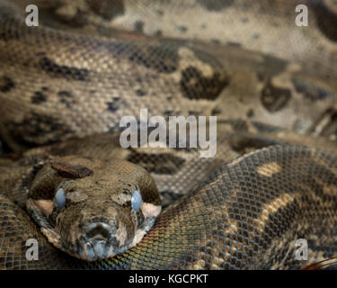 Captive Boa constrictor Foto Stock