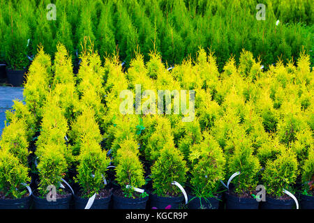 Molti vasi con thuja occidentalis venduti nel centro giardino. Noto anche come northern white cedar, arborvitae orientale, orientale cedro bianco, arborvitae Foto Stock