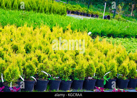 Molti vasi con thuja occidentalis venduti nel centro giardino. Noto anche come northern white cedar, arborvitae orientale, orientale cedro bianco, arborvitae Foto Stock