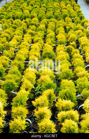 Molti vasi con thuja occidentalis venduti nel centro giardino. Noto anche come northern white cedar, arborvitae orientale, orientale cedro bianco, arborvitae, est Foto Stock