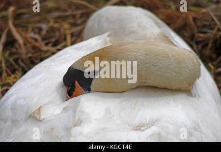 Cigno sul nido sul fiume gaywood, King's Lynn. Foto Stock