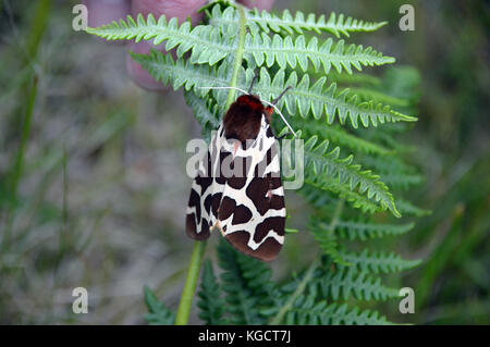 Close up di un giardino tiger moth (arctia caja) su una felce sull'isola di St Martins, isole Scilly, Cornwall, Regno Unito. Foto Stock