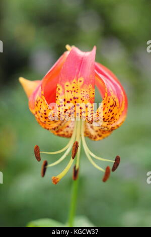 Giant leopard lily (Lilium pardalinum) 'giganteum" varietà, a volte chiamato anche "panther lily', in piena fioritura in un giardino estivo frontiera (luglio), Regno Unito Foto Stock