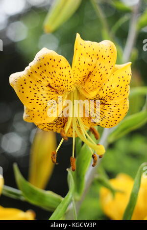 Il Lilium citronella, chiamato anche giglio asiatico visualizzazione Turk cappuccio del fiore, fioritura in un giardino inglese letto estive in Luglio, REGNO UNITO Foto Stock