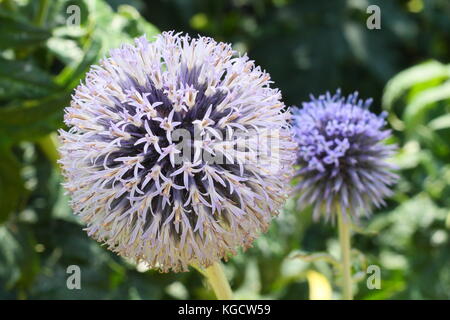 Echinops bannaticus " Taplow blue' globe thistle fioritura in un giardino estivo di frontiera, REGNO UNITO Foto Stock