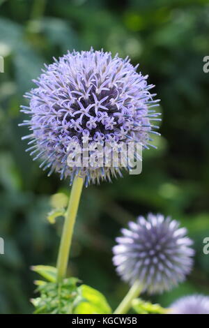 Echinops bannaticus " Taplow blue' globe thistle fioritura in un giardino estivo di frontiera, REGNO UNITO Foto Stock