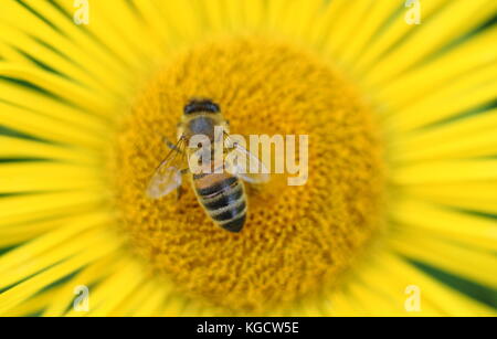 European miele delle api (Apis mellifera) impollinare Hooker's inula (Inula hookeri) in un giardino inglese estivo di frontiera (luglio), Regno Unito Foto Stock